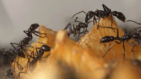 Découverte d'une nouvelle espèce de fourmis «explosives» | Agir pour la biodiversité ! | Scoop.it