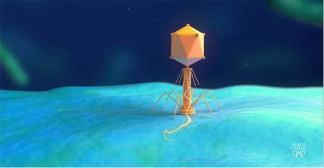 News: CRISPR&ndash;Cas-Armed Phages Could Provide a Solution to Antibiotic Resistance, New Study Suggests | Genetic Engineering in the Press by GEG | Scoop.it