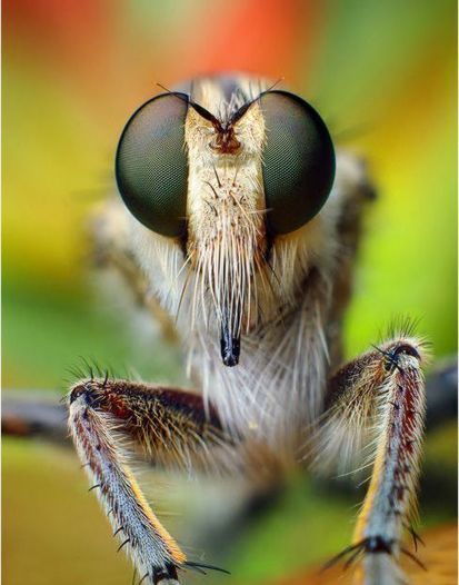 Cajón de Sastre: Impresionantes imágenes HD de insectos | Educacion, ecologia y TIC | EduTIC | Scoop.it
