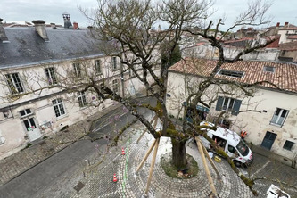 Le plus célèbre arbre de La Rochelle sauvé de l'abattage, lieu de rencontre pour les habitants : "Il fait partie de nous" | Nouvelle-Aquitaine | Scoop.it