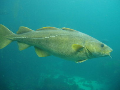 Does size matter? Bigger cod fish contain more mercury | Coastal Restoration | Scoop.it