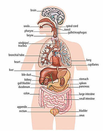 Internal organs - human body Learning English