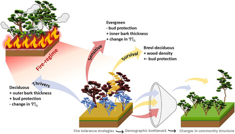Deciphering fire tolerance of trees at the Amazonia–Cerrado transition by trait-based approach: Implications from species to communities | Ecosystèmes Tropicaux | Scoop.it