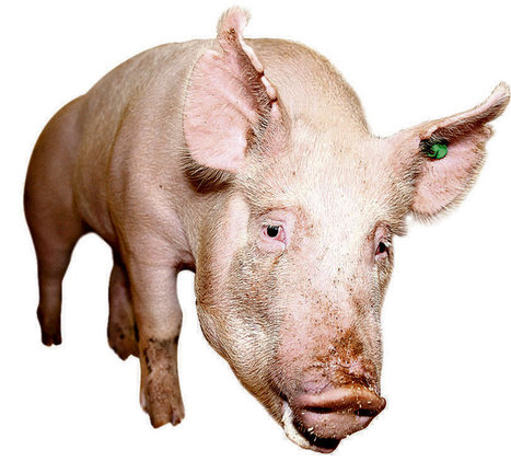 Don’t Be Afraid of Genetic Modification | Genetic Engineering in the Press by GEG | Scoop.it
