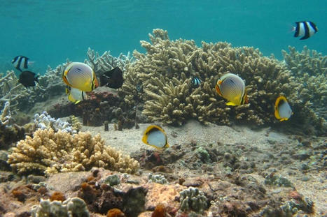 Océans : notre biodiversité marine s'effondre, réagissons ! | Histoires Naturelles | Scoop.it