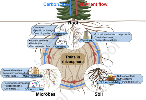 Rhizospheric traits and plant functioning belowground | pcm | RMH | Scoop.it