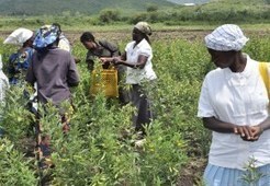 Climate change needs new farming plans | Climate Change & DRR in East Africa | Scoop.it