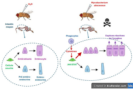 L’infection de la drosophile par Mycobacterium abscessus induit des réponses délétères pour l’homéostasie de l’intestin moyen | Life Sciences Université Paris-Saclay | Scoop.it