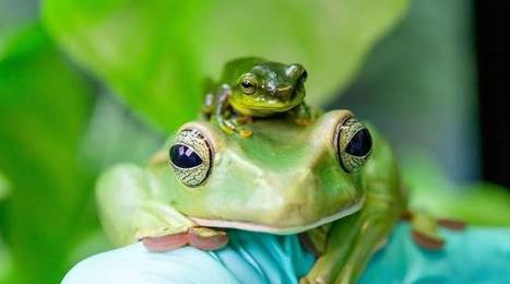 [INP-Recherche] Pourquoi la biodiversité (même invisible) renforce-t-elle la résistance aux maladies ? | InMédias | Scoop.it