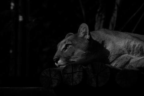 #unlightthewild #rolan #cats #lightpollution #lighting #conservation… | Peter Stumpf | LIGHTING-Innovation-Design | Scoop.it