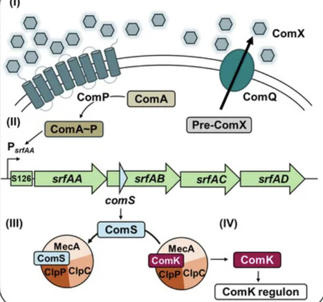 Dissecting the role of comS-independent srf expression on multicellular differentiation and competence development in Bacillus subtilis | frn | RMH | Scoop.it