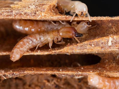 Les termites ont colonisé le monde en traversant les océans | EntomoNews | Scoop.it
