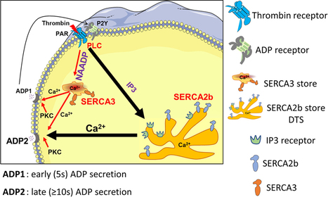 Une nouvelle voie de signalisation renforce l'activation plaquettaire : les réserves calciques contrôlées par la pompe calcique SERCA3 sont spécifiquement mobilisées par le second messager NAADP | Life Sciences Université Paris-Saclay | Scoop.it
