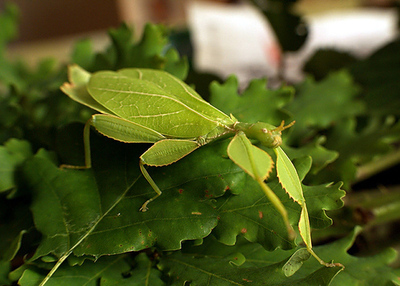 Phasme-feuille (Actual Pokemons) | Variétés entomologiques | Scoop.it