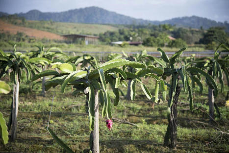 Outre-mer : le gouvernement trace les perspectives d’adaptation de l’agriculture ultramarine à la transition agroécologique | Agroecologie et Systèmes Alimentaires Durables | Scoop.it