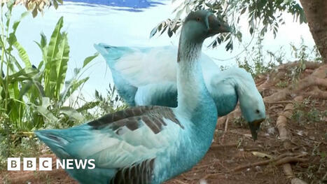 Watch: Wildlife dyed blue in São Paulo chemical spill / le 16.05.2025 | Pollution accidentelle des eaux (+ déchets plastiques) | Scoop.it