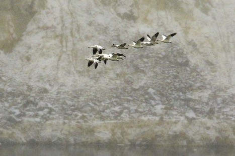 Des milliers d'oies meurent apr&egrave;s s'&ecirc;tre pos&eacute;es sur des eaux toxiques |&nbsp; 07.12.2016 | Pollution accidentelle des eaux (+ d&eacute;chets plastiques) | Scoop.it