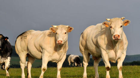 Les abattages de bovins ont continu&eacute; de reculer en d&eacute;cembre&nbsp;2025 | Economie de l'Elevage | Scoop.it