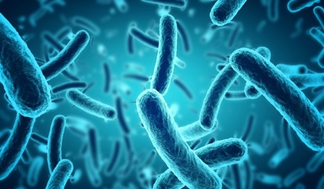 Microbiothérapie : vers une standardisation des greffes de microbiote fécal | Life Sciences Université Paris-Saclay | Scoop.it