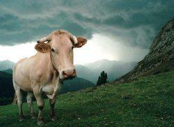 Aspin. Elle s'approche un peu trop près du veau, la vache charge - La Dépêche | Vallées d'Aure & Louron - Pyrénées | Scoop.it
