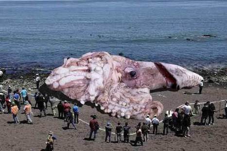 Fake News Story Makes the Social Media Rounds: Giant, Mutated Squid Supposedly Washed Up In SoCal | Coastal Restoration | Scoop.it