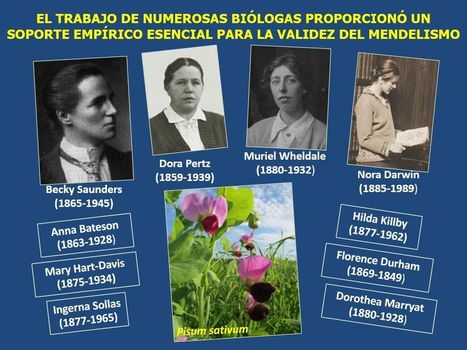 La fascinante eclosi&oacute;n de los primeros tiempos de la gen&eacute;tica: el papel de bi&oacute;logas | Ciencia y m&aacute;s | Mujeres con ciencia | Educaci&oacute;n Siglo XXI, Econom&iacute;a 4.0 | Scoop.it
