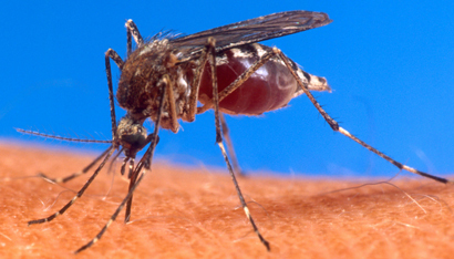Des moustiques génétiquement modifiés font baisser les cas de dengue de 91% au Brésil | EntomoNews | Scoop.it