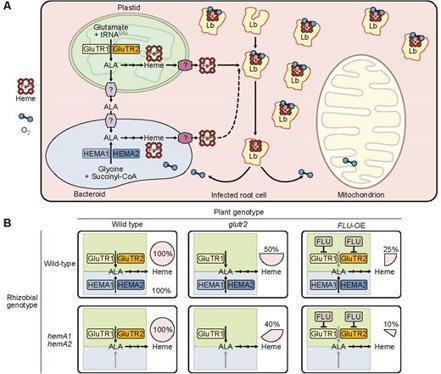 Plant glutamyl-tRNA reductases coordinate plant and rhizobial heme biosynthesis in nitrogen-fixing nodules | Plant-Microbe Symbiosis | Scoop.it