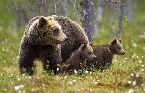 Pyrénées : L'an dernier, 70 ours ont été recensés dans le massif, dont 15 oursons | Biodiversité | Scoop.it