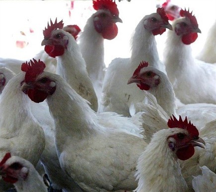LDC va reprendre les abattoirs Doux de Laval (53) et Sérent (56) | La Gazette des abattoirs | Scoop.it