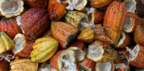 Cacao, les nouveaux défis d’une culture millénaire | Ecosystèmes Tropicaux | Scoop.it
