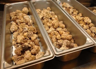 Le Marche/Dubai: International White Truffle charity auction on November 9 | Good Things From Italy - Le Cose Buone d'Italia | Scoop.it