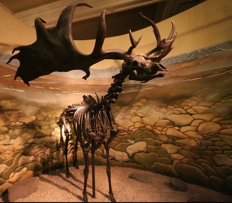 Extinct Irish Elk could be resurrected by cloning | Amazing Science | Scoop.it