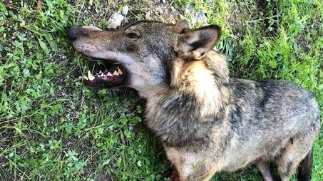 L&rsquo;abattage des loups : l&rsquo;Italie propose l'interdiction de cette pratique | Biodiversit&eacute; | Scoop.it