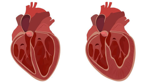 A Relationship Between NAD+ and Gradual Heart Failure | LongevityBluePrintRx | Scoop.it