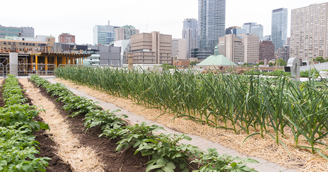 Encourager l'agriculture urbaine pourrait améliorer la résilience des villes | ESPACES VEGETALISES URBAINS | Scoop.it
