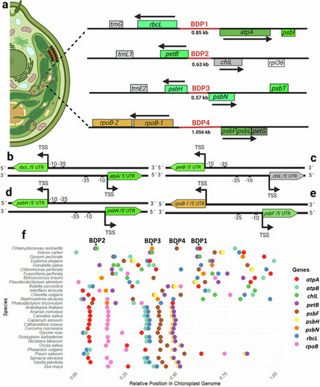 Original Paper in Commun Biol &bull; Desgagn&eacute;-Penix Lab 2026 &bull; Engineering bidirectional chloroplast promoters for tunable co-expression of multiple genes in microalgae (Chlamydomonas reinhardtii) | Originals | Scoop.it