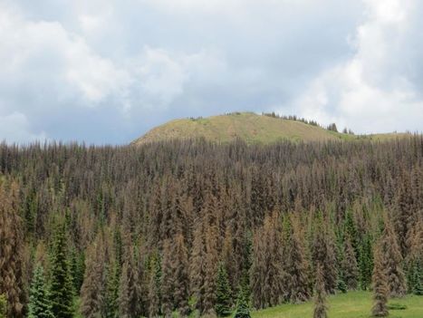 Comment la végétation se remet-elle de la sécheresse ? | Biodiversité | Scoop.it