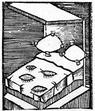 Punaises de lit et nuisances | Insect Archive | Scoop.it