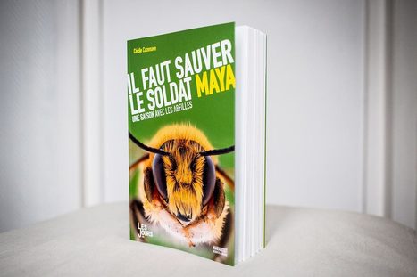 « Il faut sauver le soldat Maya » devient un livre | Variétés entomologiques | Scoop.it
