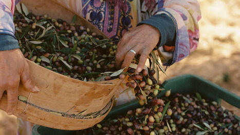 TUNISIA is one of the world&rsquo;s largest olive oil producers &mdash; but you&rsquo;ll rarely see it mentioned on a label | CIHEAM Press Review | Scoop.it