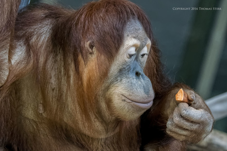 Orangutan Portraits - Thomas Stirr Photography | Mirrorless Cameras | Scoop.it