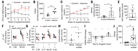Host-derived nitrate fuels indole production by Escherichia coli to drive chronic kidney disease progression | sci | RMH | Scoop.it