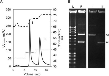 Separation of Plasmid DNA Topoisomers by Multimodal Chromatography | iBB | Scoop.it