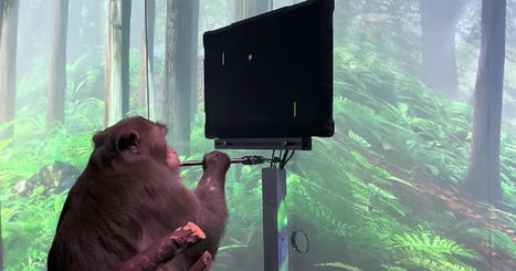 Elon Musk's Neuralink has a monkey playing Pong with its mind | Amazing Science | Scoop.it