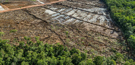 INDONESIE : Pour se nourrir, l'Indonésie risque une déforestation massive | ASIES | Scoop.it
