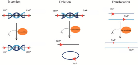 A comparative review of vector insertion techniques in Saccharomyces cerevisiae | jmm | RMH | Scoop.it