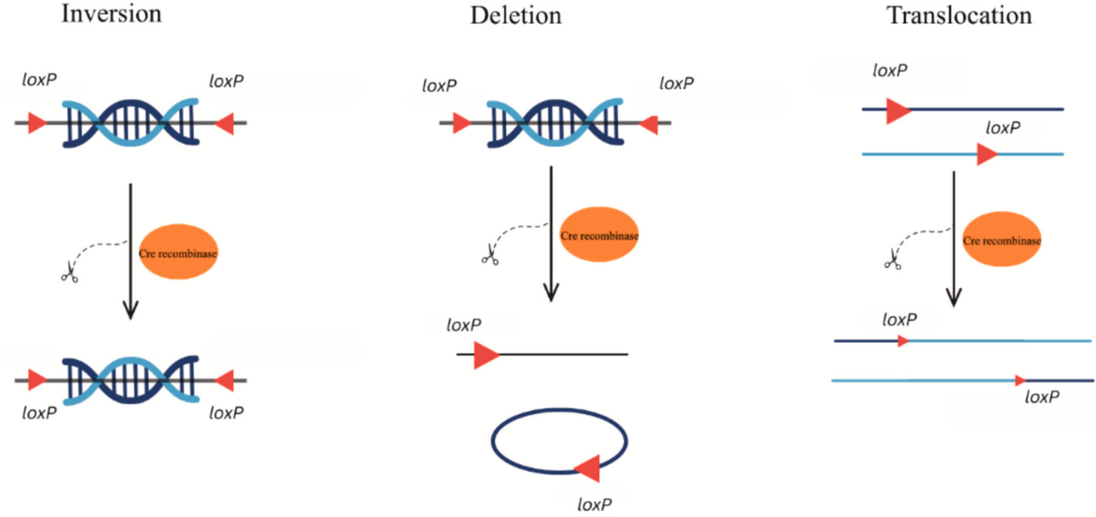 A comparative review of vector insertion techni...