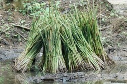 Les bienfaits de l'huile essentielle de vétiver | La Cabane aux Arômes | Scoop.it