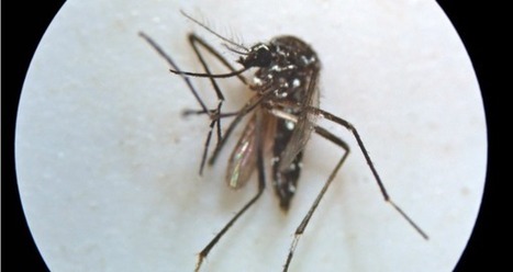 Le moustique est l'animal le plus dangereux au monde | Variétés entomologiques | Scoop.it